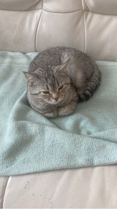 Кот Шотландский  умный