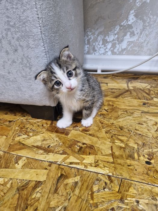 Бесплатно отдам котят домащних в хорошие руки