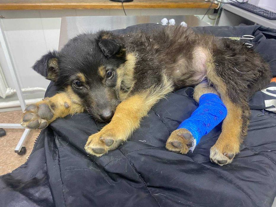 Щенок-дворняжка (3 месяца)