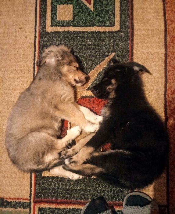 Чернушка ищет свой дом