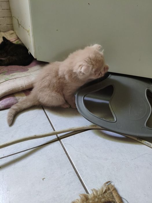 Отдам маленьких котят