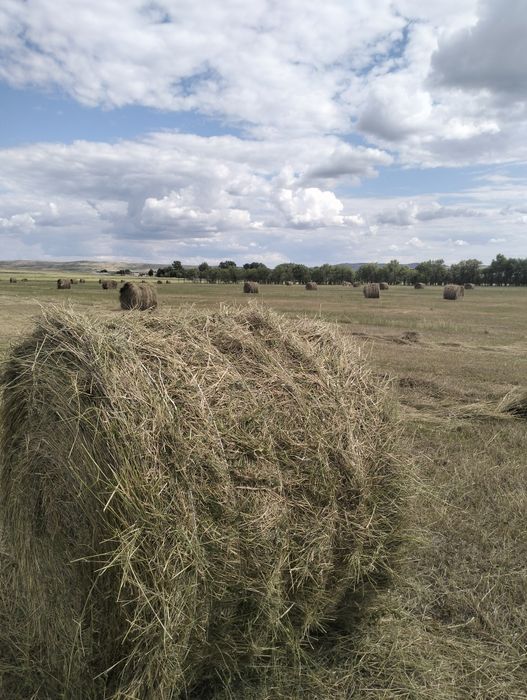 Продаётся сено житняк, луговое