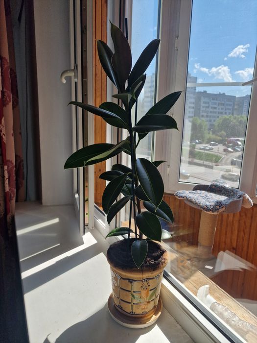 Растение комнатное" Фикус"