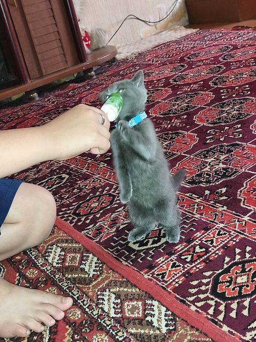 Скоттиш фолд 3 ойлик
