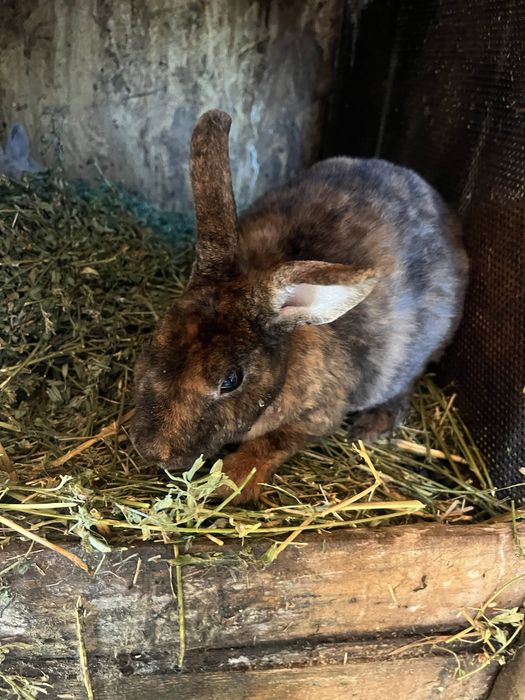 Iepuroaice Rex pitic și Holland lop ! Citiți descrierea !