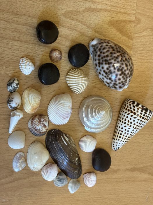 ракушки для аквариума или подделок