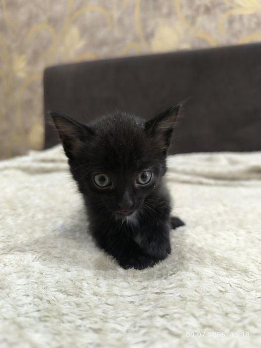 Отдам домашних котят