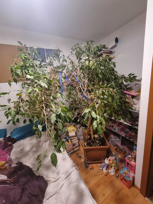 Vand Ficus benjamina, inaltime 2 metri