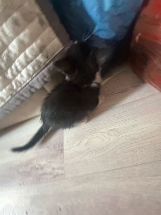 Отдадим котят в добрые руки