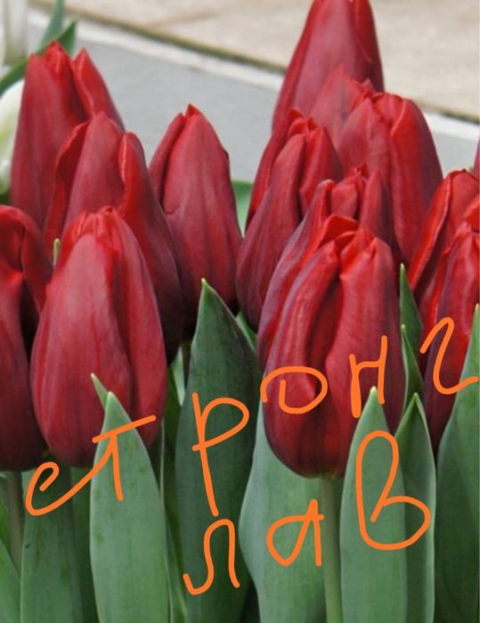 ТЮЛЬПАНЫ оптом и в розницу