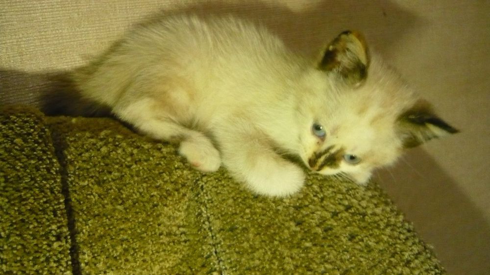 Отдам кошечку девочка метис