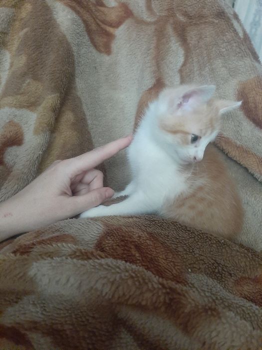 Котята в заботливые руки