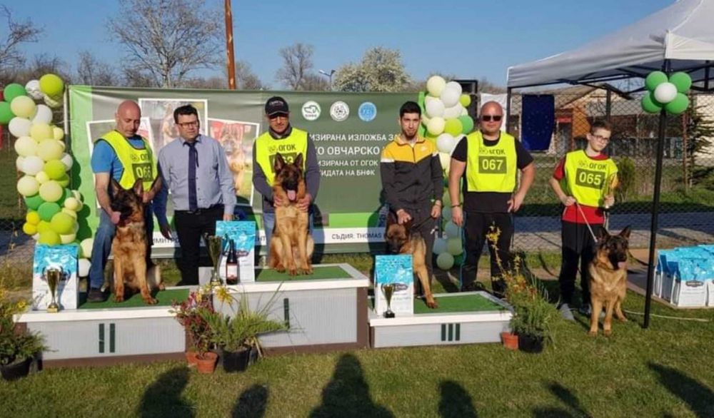 Немски овчарки с родословие.