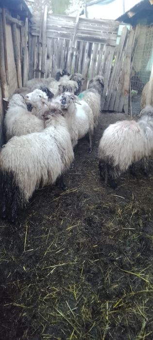 Oi de vânzare  de lapte