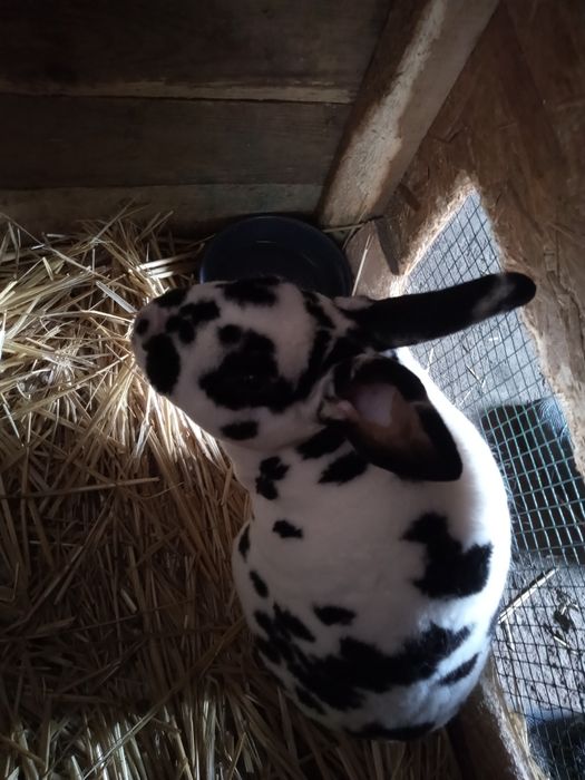 Iepurași rex sau maturi