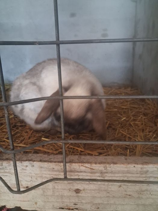 Vând o pereche berbec pitic iepuri