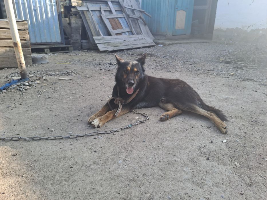 Европейская овчарка 3 год