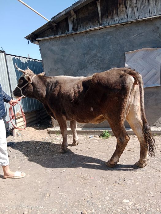 Корова Алатауская