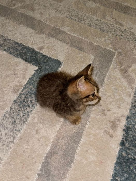 шотландская скоттиш-страйт