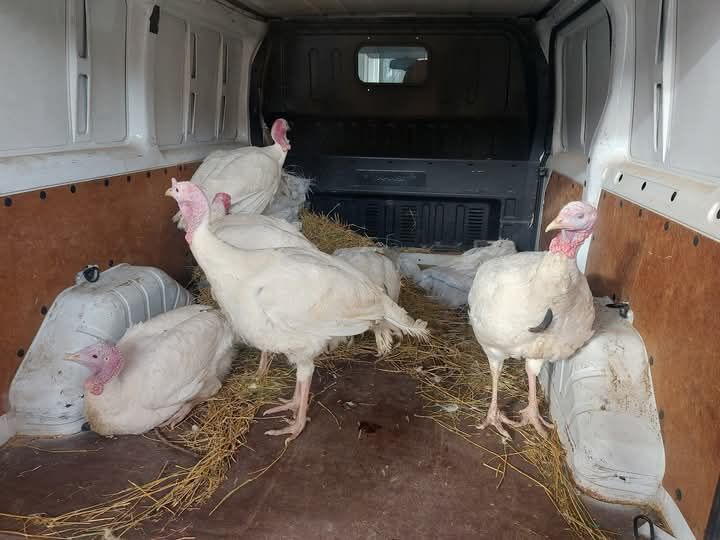 Vindem puișori  de Bibilica ,Găină, Rate,și Curca .mai multe detalii