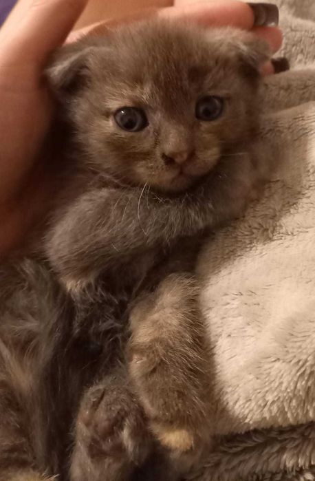 Скотиш страйт продою котят