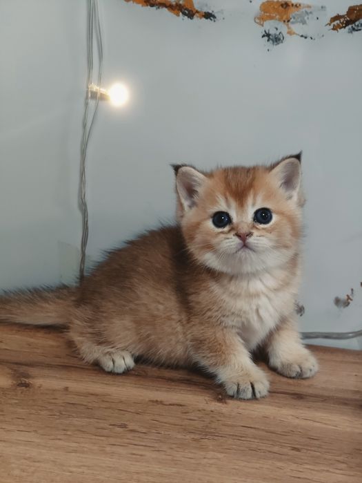 Шикарные котята большой выбор
