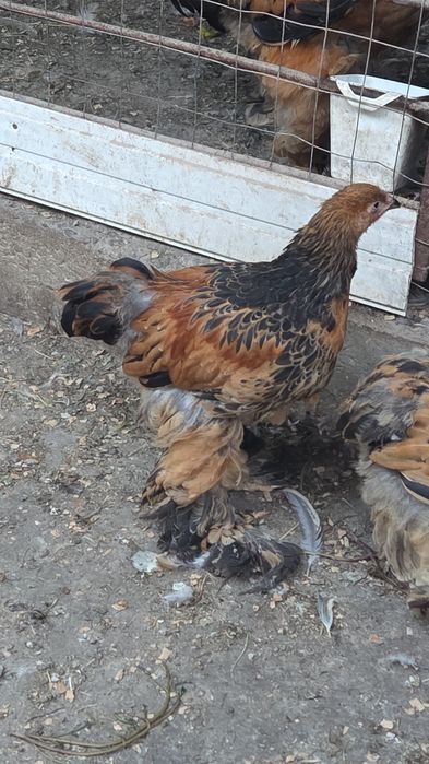 Vând  cocosei brahma