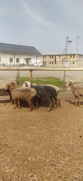 Сифатли арашан куйлари