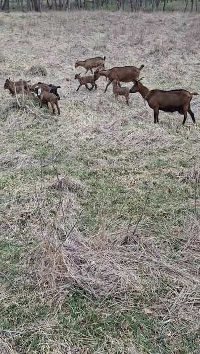 Vând 8 capre cu iezi, metiși alpină franceză  cu anglonubiană