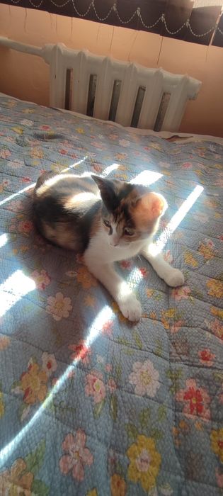Котёнок отдам даром