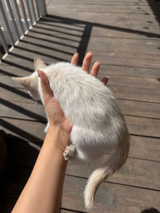 Маленький котик мальчик