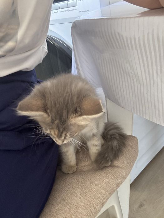 Котенок котята котёнок
