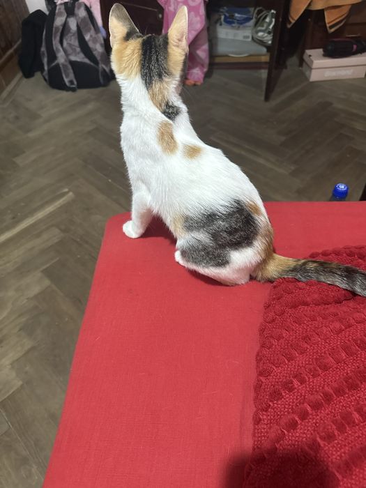 Dau pisica spre adoptie