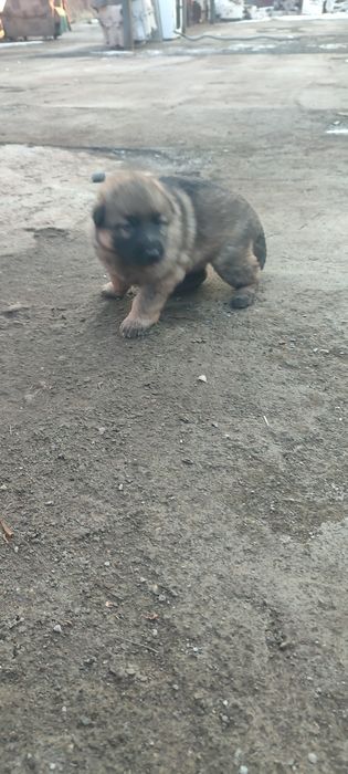 Продам щенков немецкой овчарки!