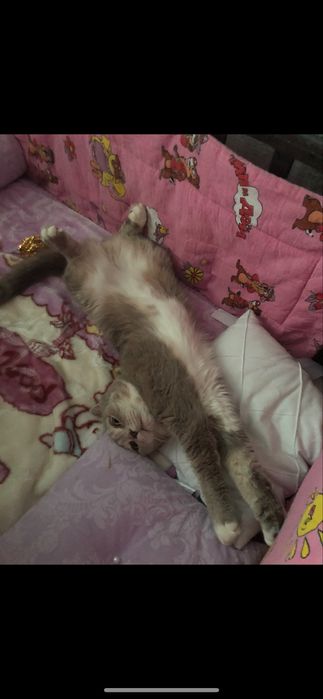 Отдам кошку в добрые руки