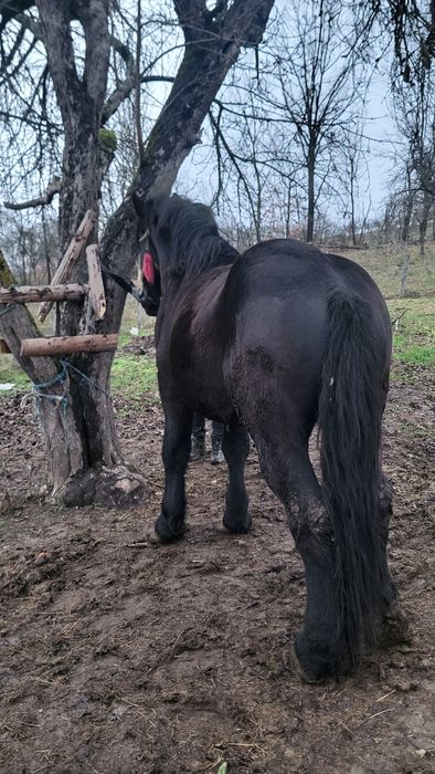 Vând mânz negru greu