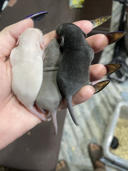 Крыски Дамбо разных возрастов