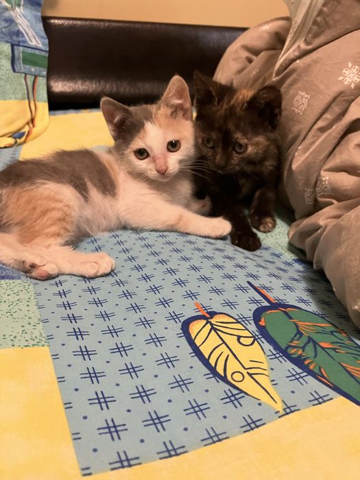 Pisoi spre adoptie ,pisica ,pisicute