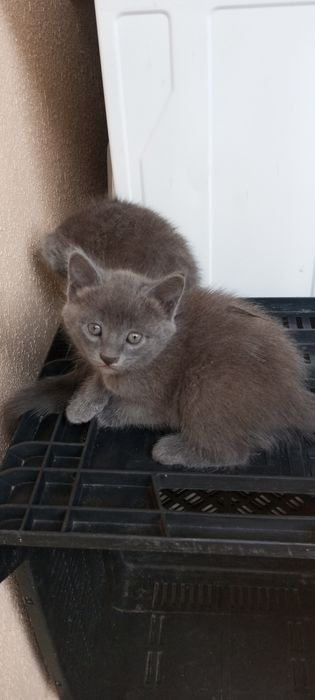 Продам котят! Симпотяшки очень игривые, есть платная доставка!