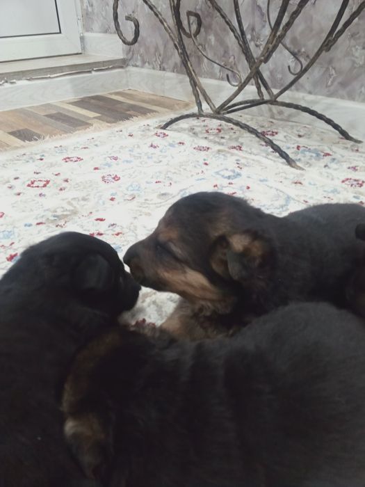 Продам щенков немецкой овчарки