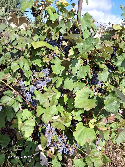 Struguri de vinzare,via pe spalier