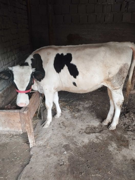 Mol modda ayol 125 buyi eni 1 metrdan uzun halol