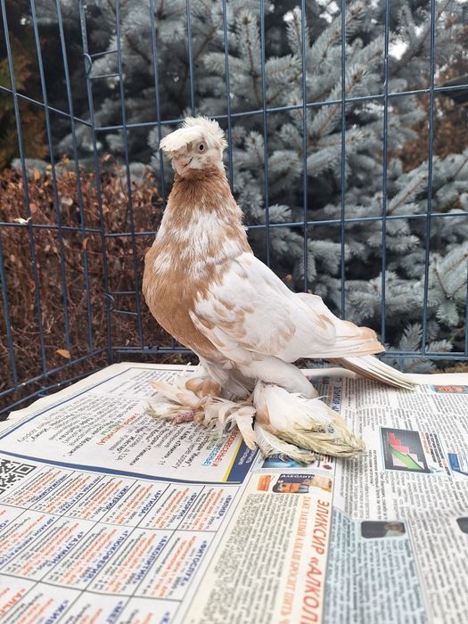 Продам молодого гульбадама