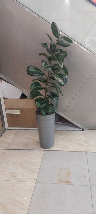 Продается большой фикус