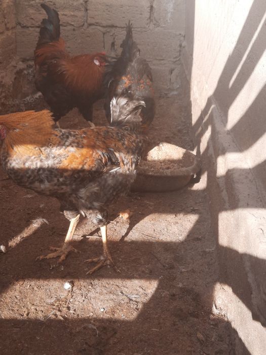 Петух/ Әтеш сатылады