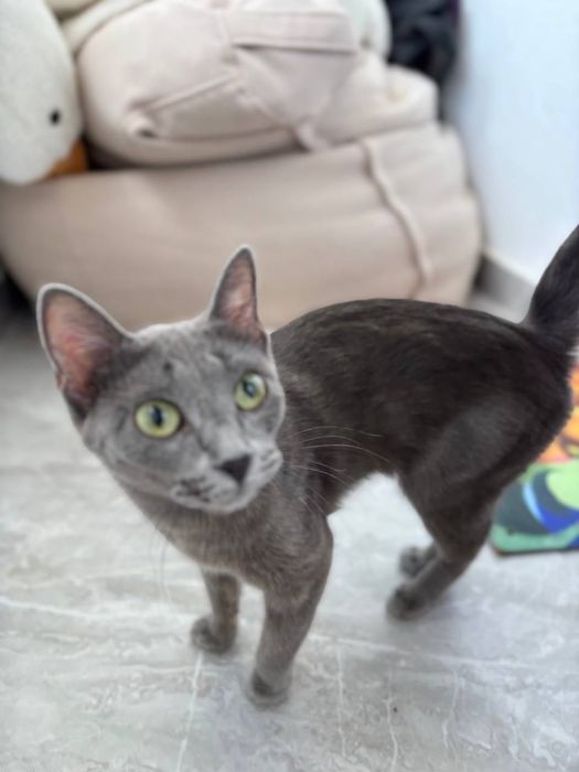 Котенок девочка серый