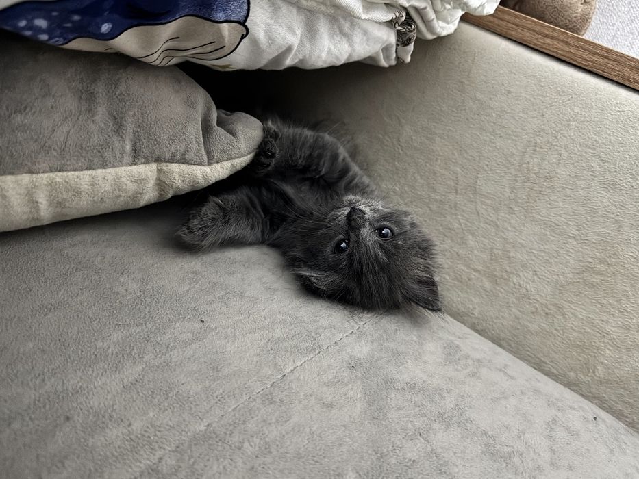 Продаётся котёнок , британская длинношёрстная