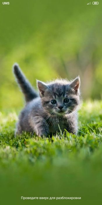 Porno qora tanlilar hushlarini yoqotmaguncha sikishdi