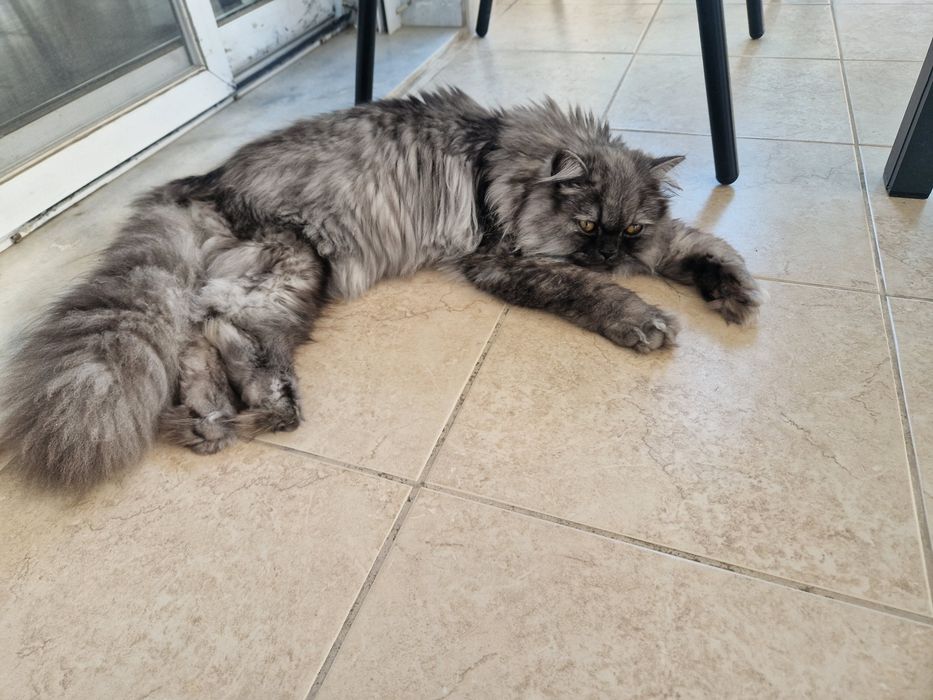 Персийски котарак