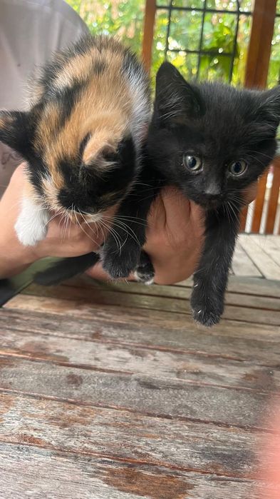 Котята бесплатно